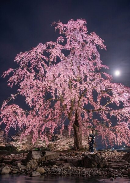 Photograph Strat Cast Cherry Blossoms At Night on One Eyeland